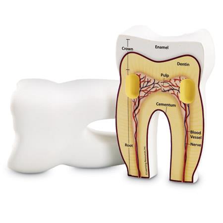 Cross Section of the Human Tooth