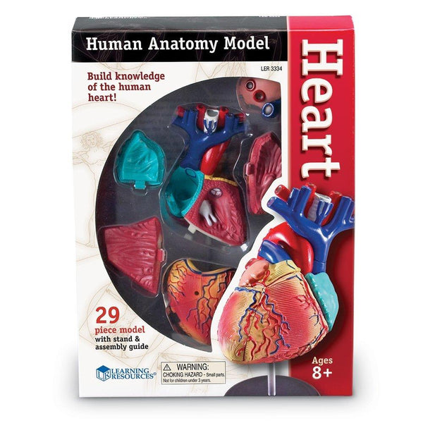 Human Anatomy Model Heart - Jouets LOL Toys