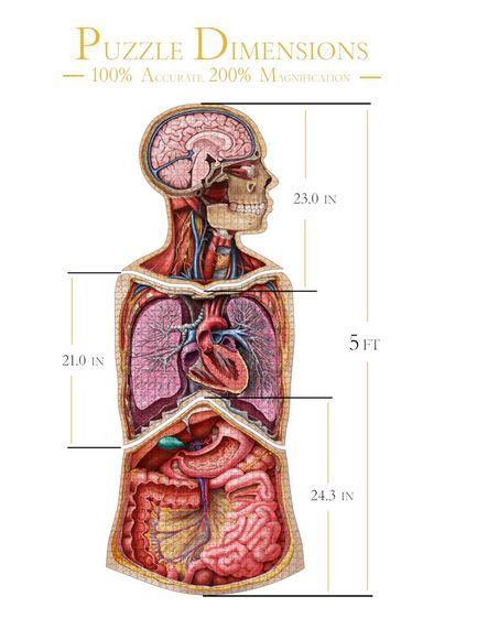 Dr. Livingston's Anatomy Jigsaw Puzzle The Human Abdomen