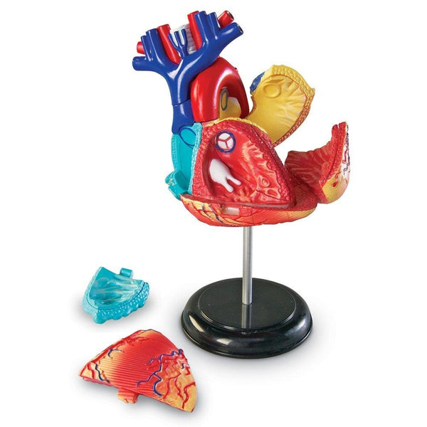 Human Anatomy Model Heart - Jouets LOL Toys