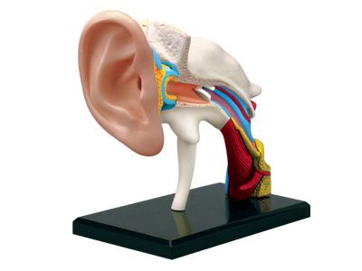 4D Human Anatomy Ear Model - Jouets LOL Toys
