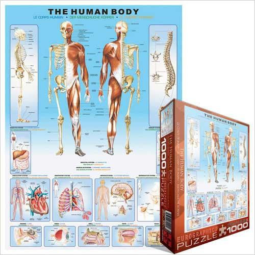 Puzzle The Human Body - Jouets LOL Toys